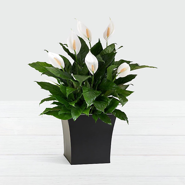 花月鲜花速递 鲜花网 花月鲜花网 花月鲜花 鲜花速递网站 网上订花送花上门 鲜花快递网上花店